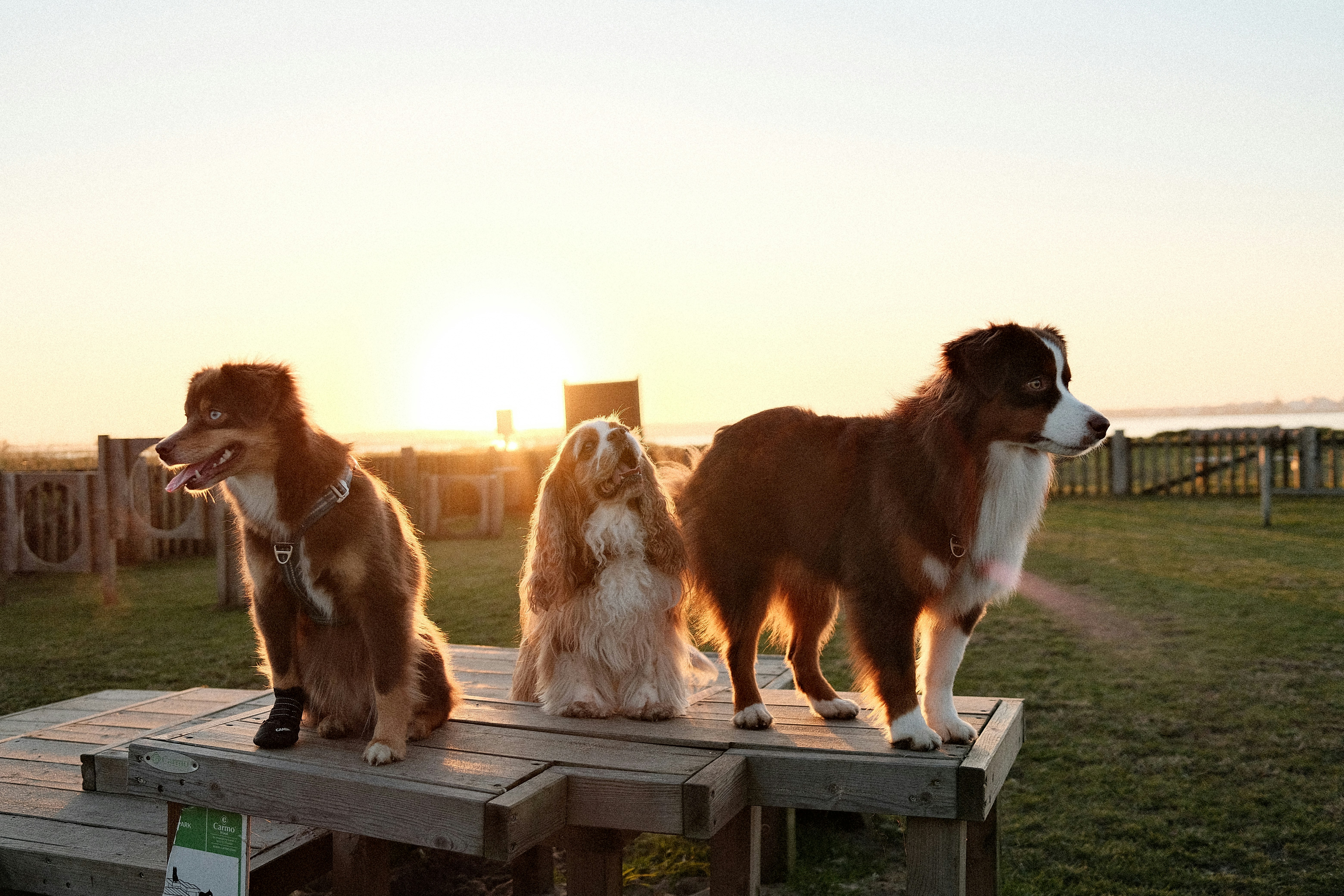 Three dogs are standing on a wooden platform in a grassy park during sunset. From left to right, a brown and tan dog with blue eyes and a black paw wrap sits facing left, a long-haired spaniel with white and tan fur looks upward, and a larger brown and white dog stands alert facing right. The sun is low on the horizon, casting a warm golden glow over the scene.